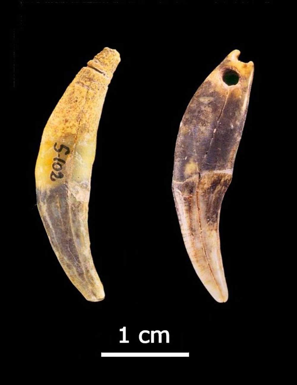 Neanderthals, More Intelligent than Previously Thought