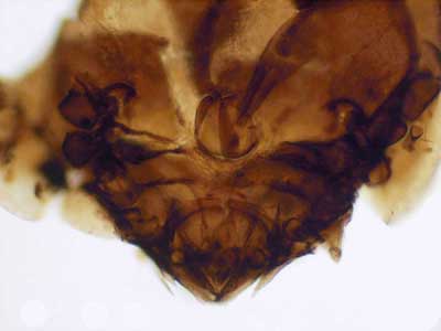 Inca: Excrement Eating Mites Help Unlock the Rise and Fall