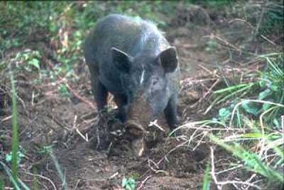 Pigs Shed New Light on Human Colonisation