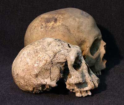 Dmanisi Homonid Skeletons