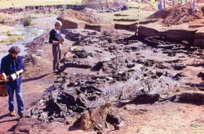 First Americans chewed seaweed