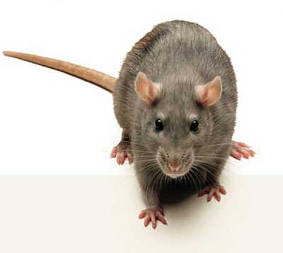Headlice and rats