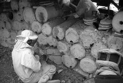 Beehives in the Jordan Valley