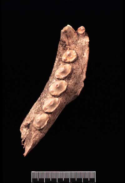 Palaeolithic food for thought