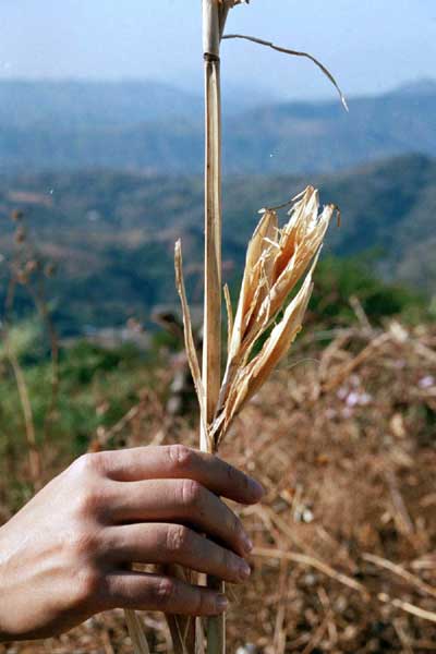 Maize Domestication