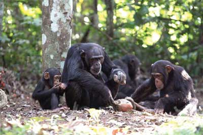 Tooled Up Chimps
