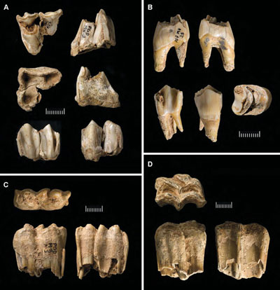 Neanderthals, Dental Dating of Demise