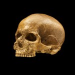 Cro-Magnon Skull. Photo:Smithsonian Institute