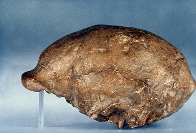 Peking Man
