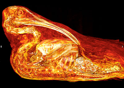 Egypt: Peckish Mummies
