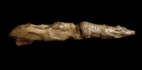 Two swimming reindeer, carved with great skill and in fine detail from the tip of a mammoth's tusk about 13,000 years ago.  Copyright of The Trustees of the British Museum