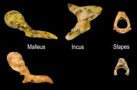 Early Hominin Ear Ossicles 300dpi
