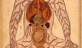 Illustration of the female reproductive cycle, from Manṣūr’s anatomy (Tašrīḥ-i Manṣūrī), 1656