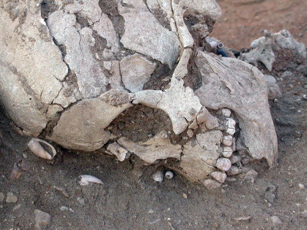 Neolithic skull with remains of pearl jewellery