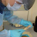 Extracting Neanderthal DNA.