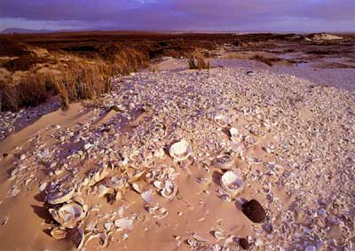 Australian Rock Carvings - Archaeology